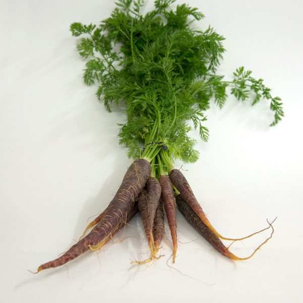 carrots dutch purple