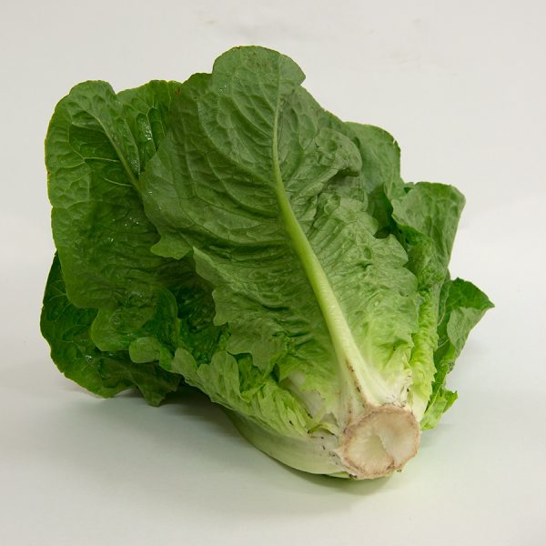 lettuce cos
