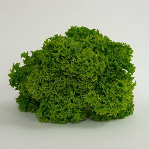 lettuce fancy green coral
